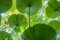 曼联门将位置风云：奥纳纳离队，拉门斯成曼城德比首发候选